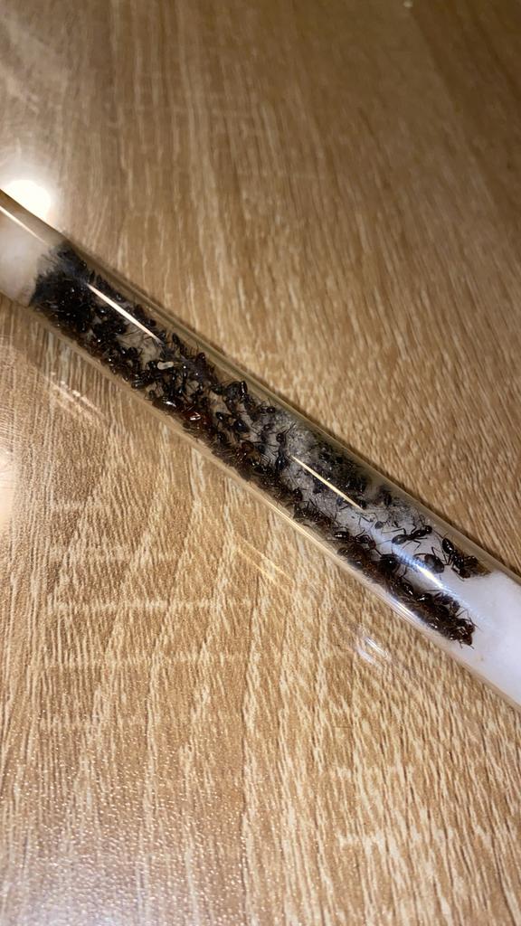 Camponotus Sylvaticus 50-100 werksters, Mieren