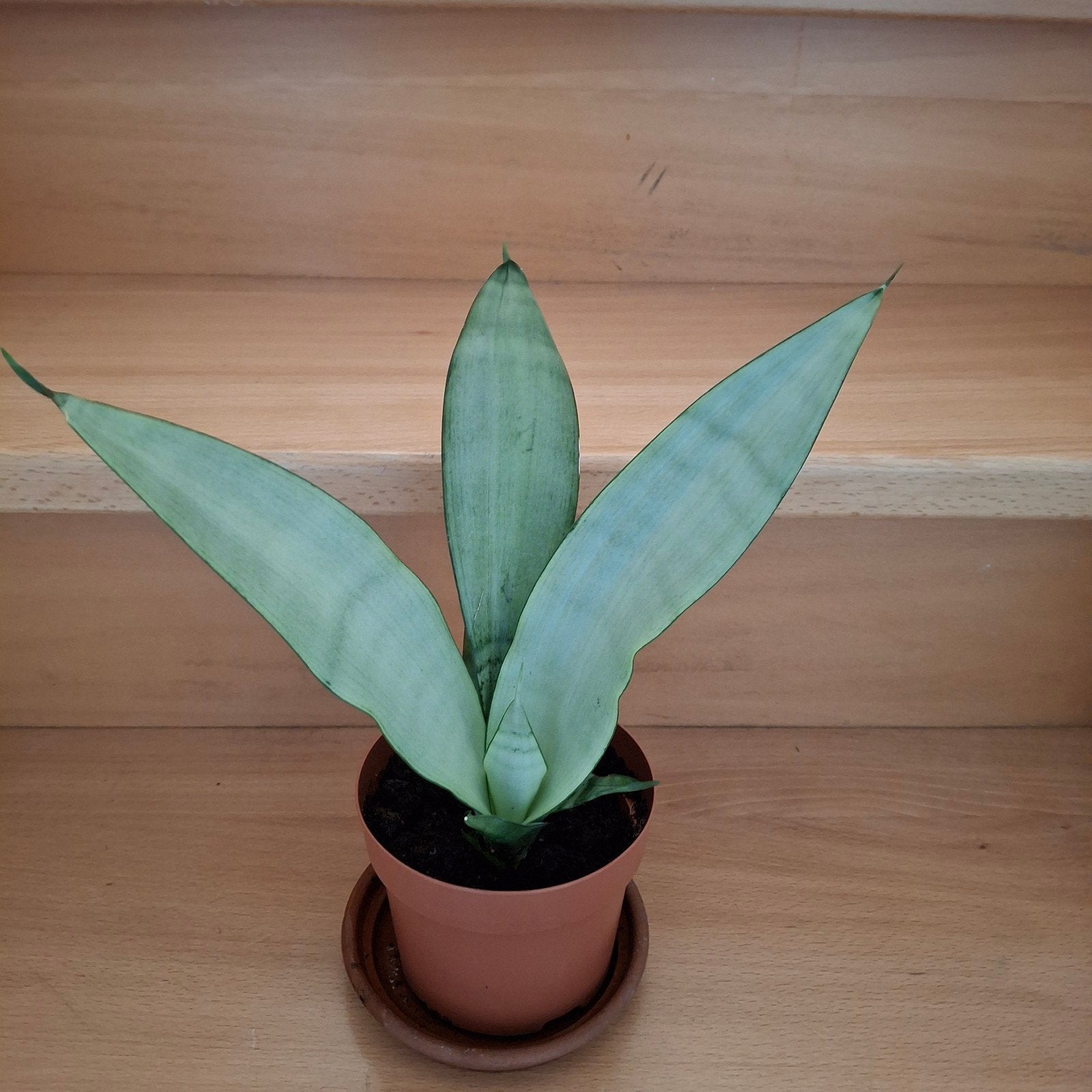 espèces de Sanseveria, Enlèvement
