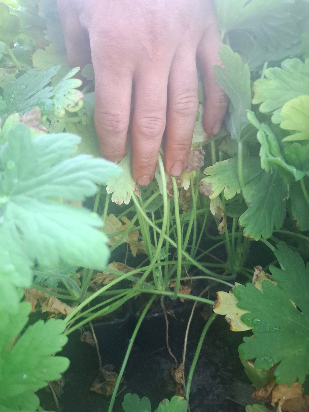 Geranium macrorrhizum spessart, Jardin & Terrasse, Plantes | Jardin, Printemps, Couvre-sol, Enlèvement, Plante fixe