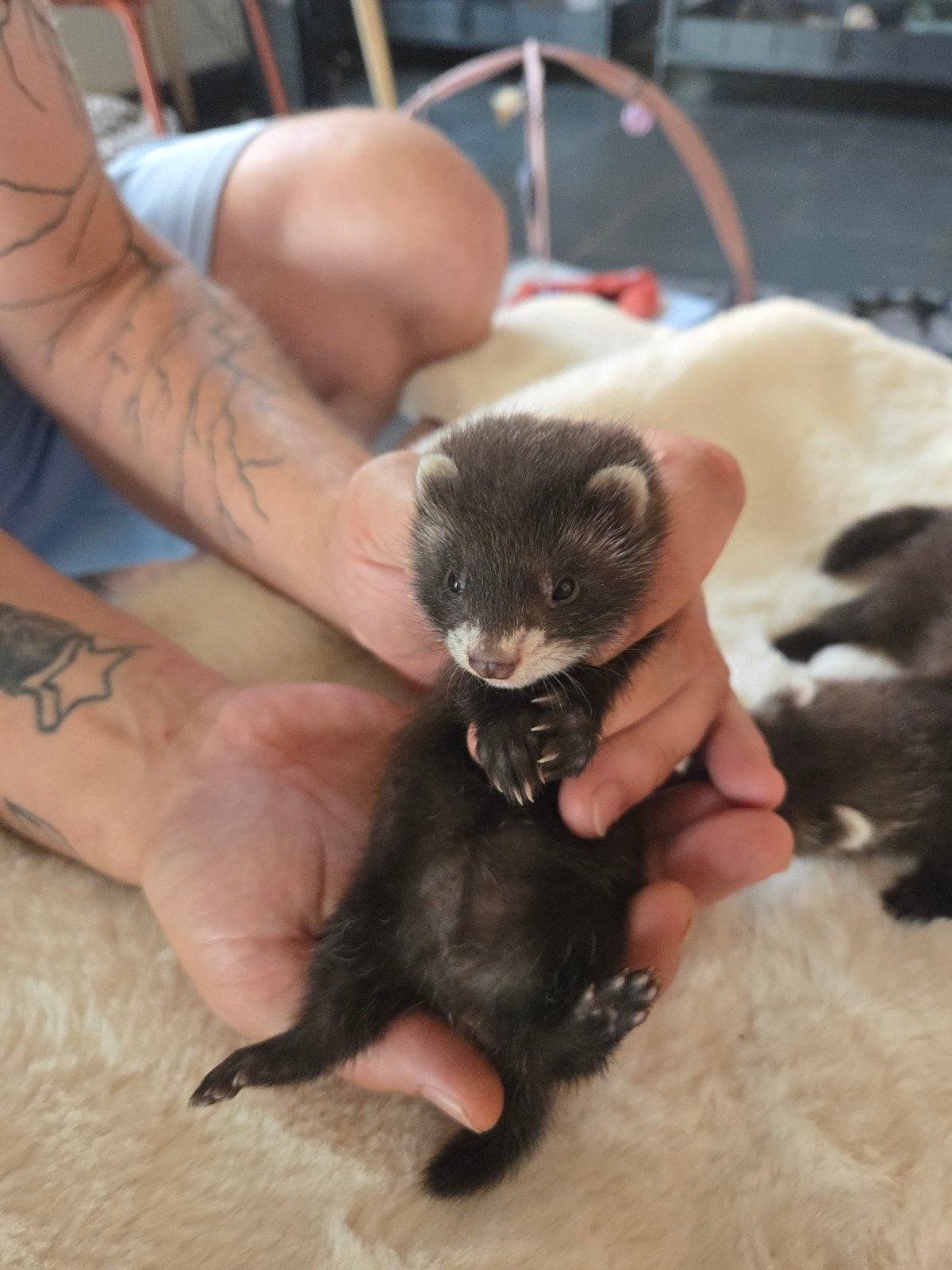 Laatste Frettenpup te Koop – Lief Midi Moertje, Fret, Vrouwelijk, Mei, Tam