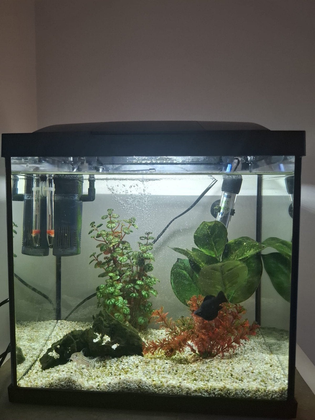 Superfisch Aquarium 30l, Enlèvement, Filter, Superfish