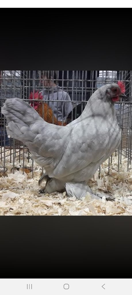 Gezocht broedeieren, Meerdere dieren, Kip