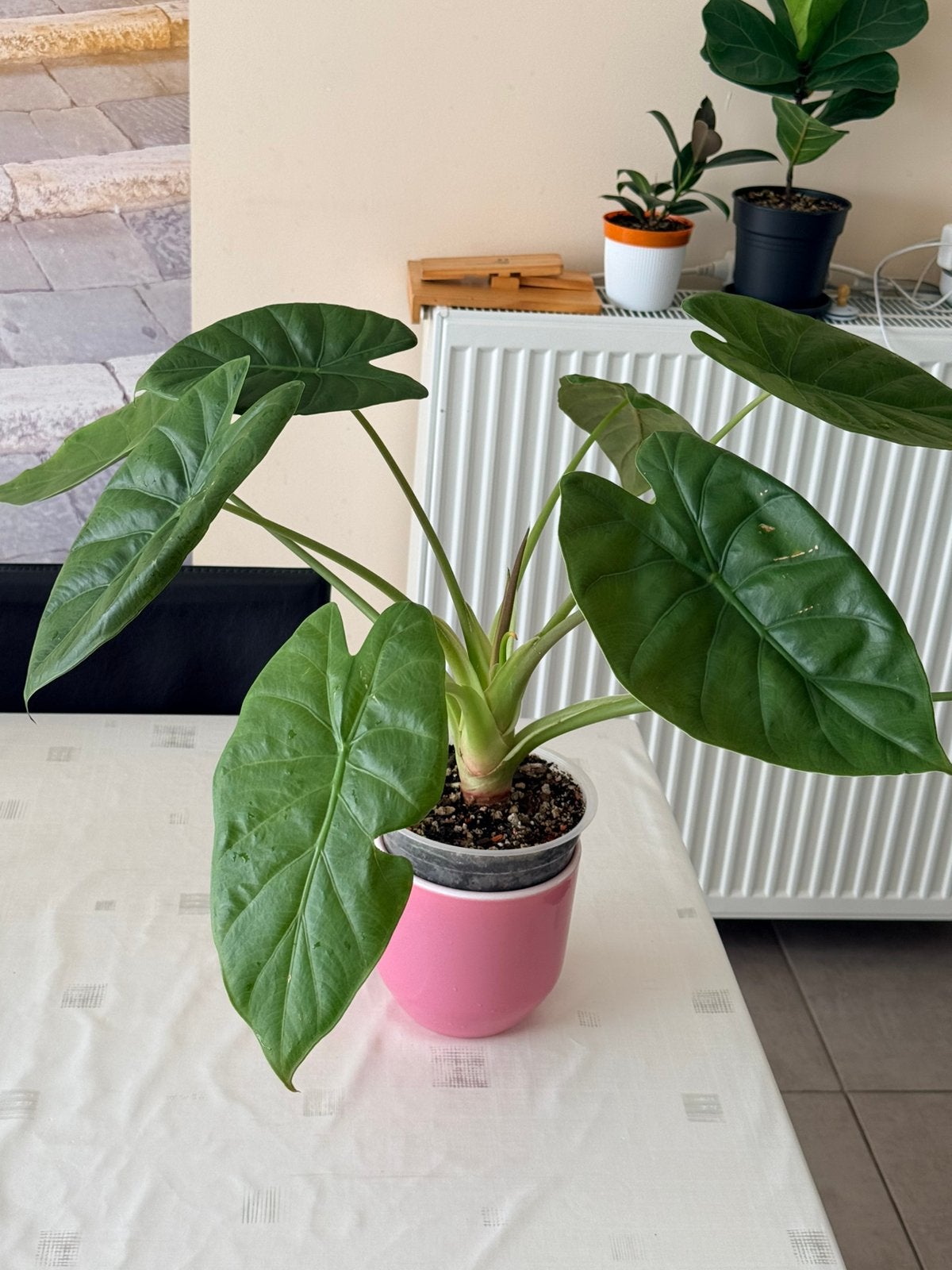Alocasia, Ophalen of Verzenden