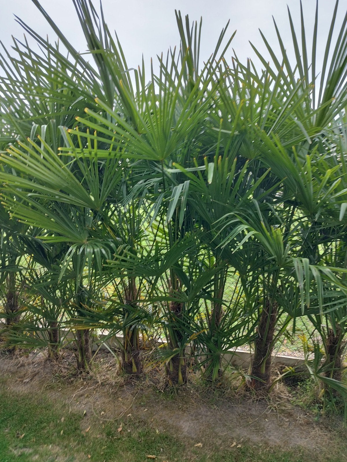palmiers à vendre, Jardin & Terrasse, Enlèvement