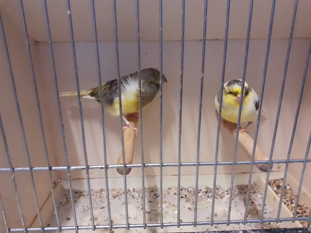 Kanaries Gloster, Dieren en Toebehoren, Postuurkanarie