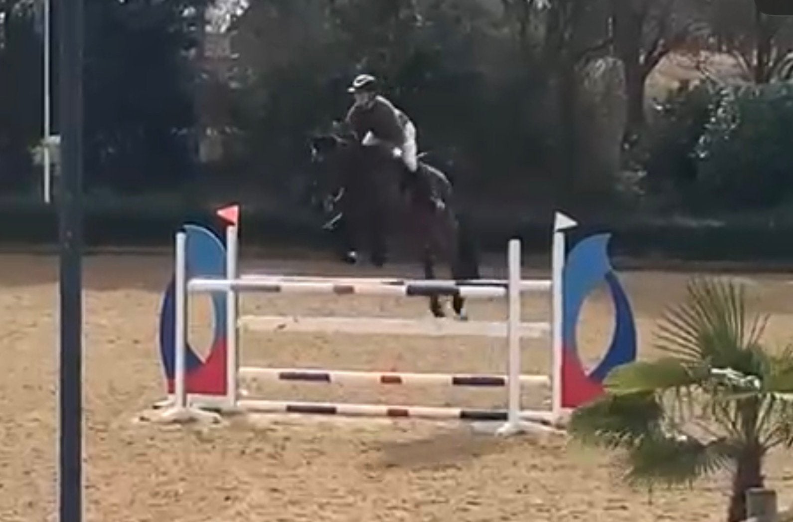 Zeer ervaren sportpaard ! 1.30/1.40 niveau, Z, 11 ans ou plus, Avec pedigree, Cheval de saut