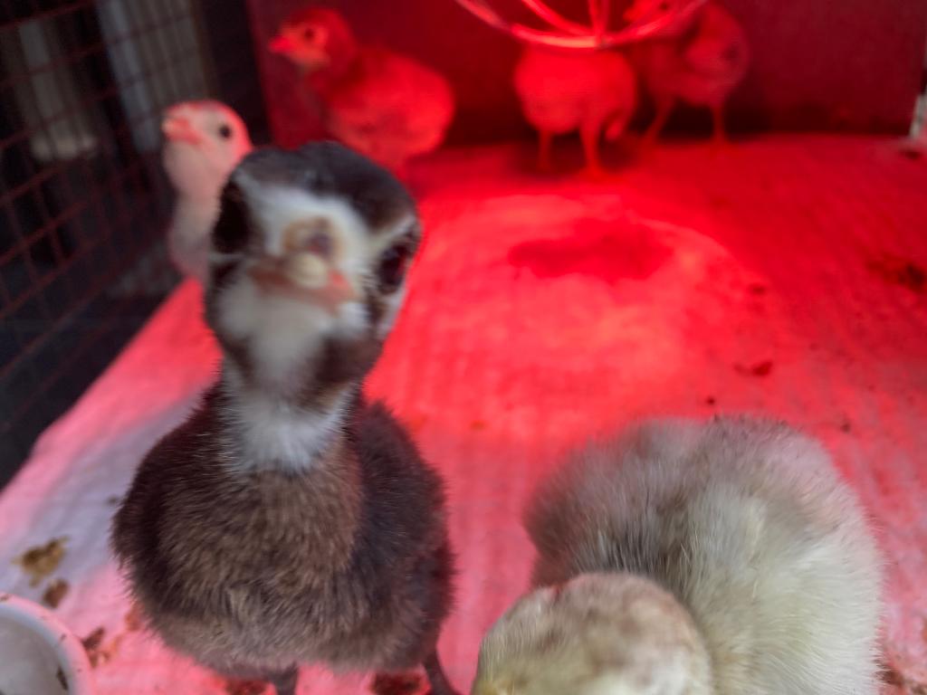 Kalkoen kuikens, Dieren en Toebehoren, Meerdere dieren, Kalkoen