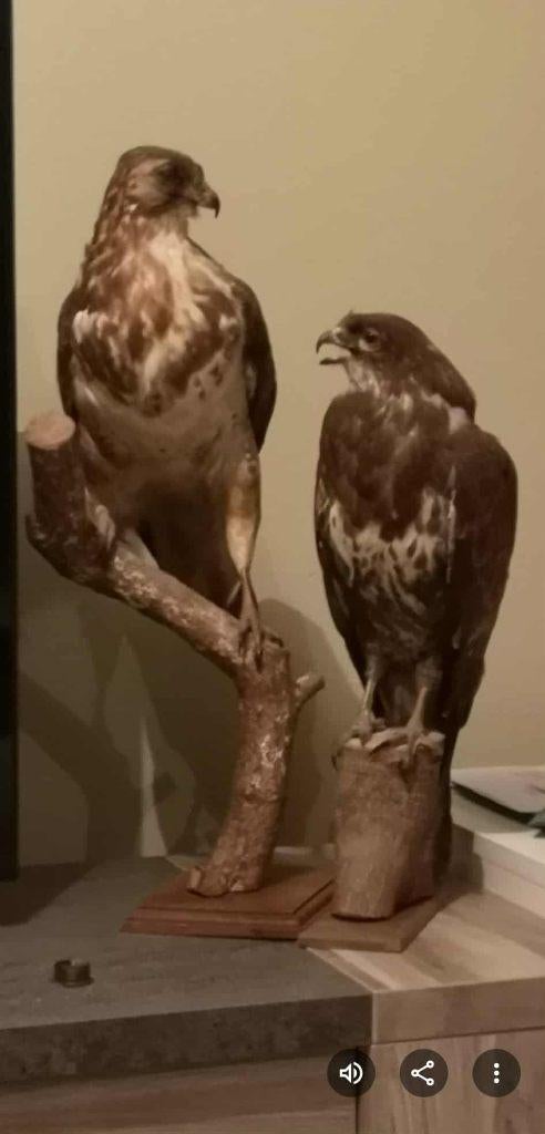 Buizerd mannetje en vrouwtje., Verzamelen, Dierenverzamelingen, Nieuw, Opgezet dier, Vogel, Ophalen