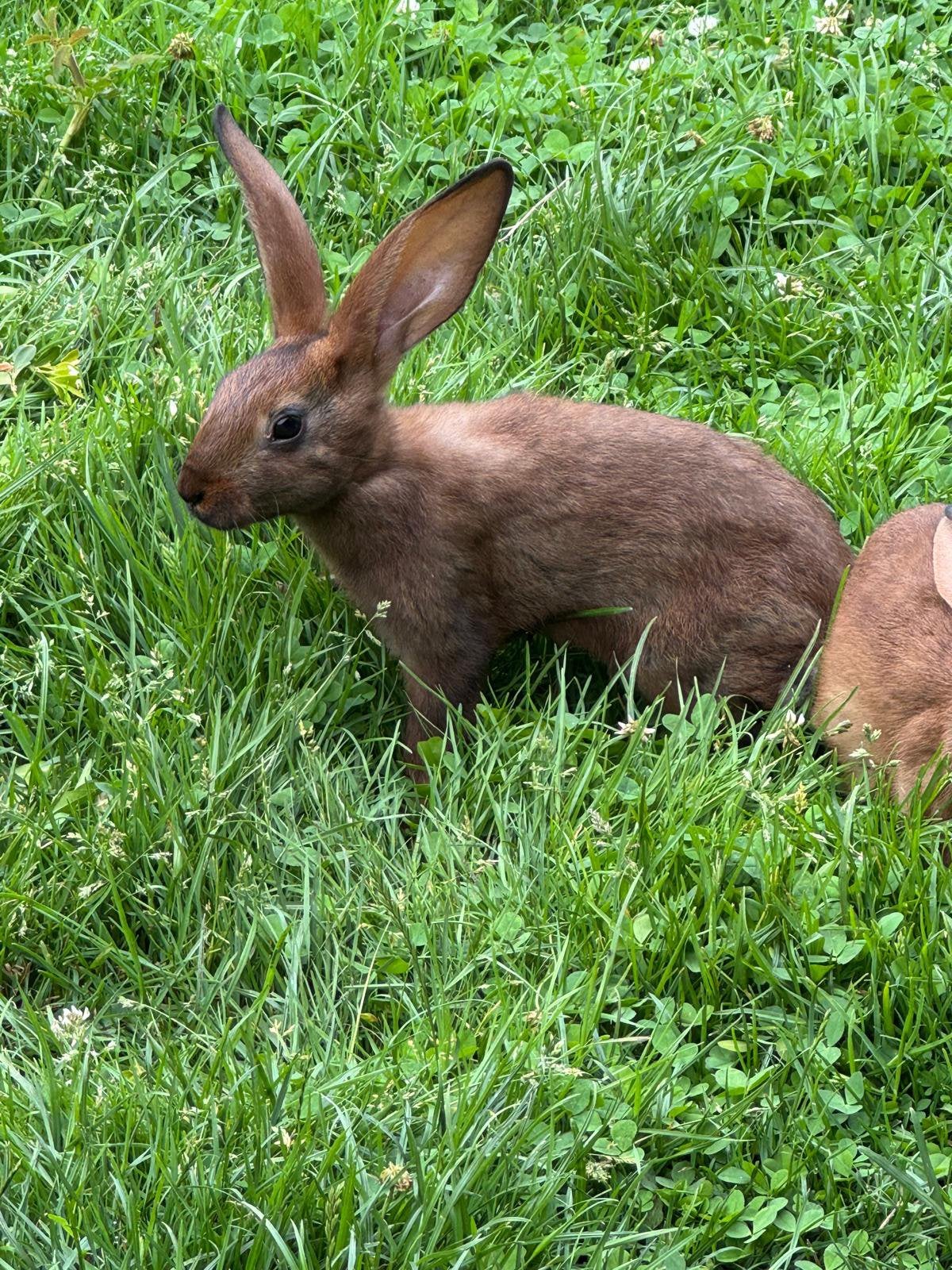 Haas konijnen, Dieren en Toebehoren, Konijnen