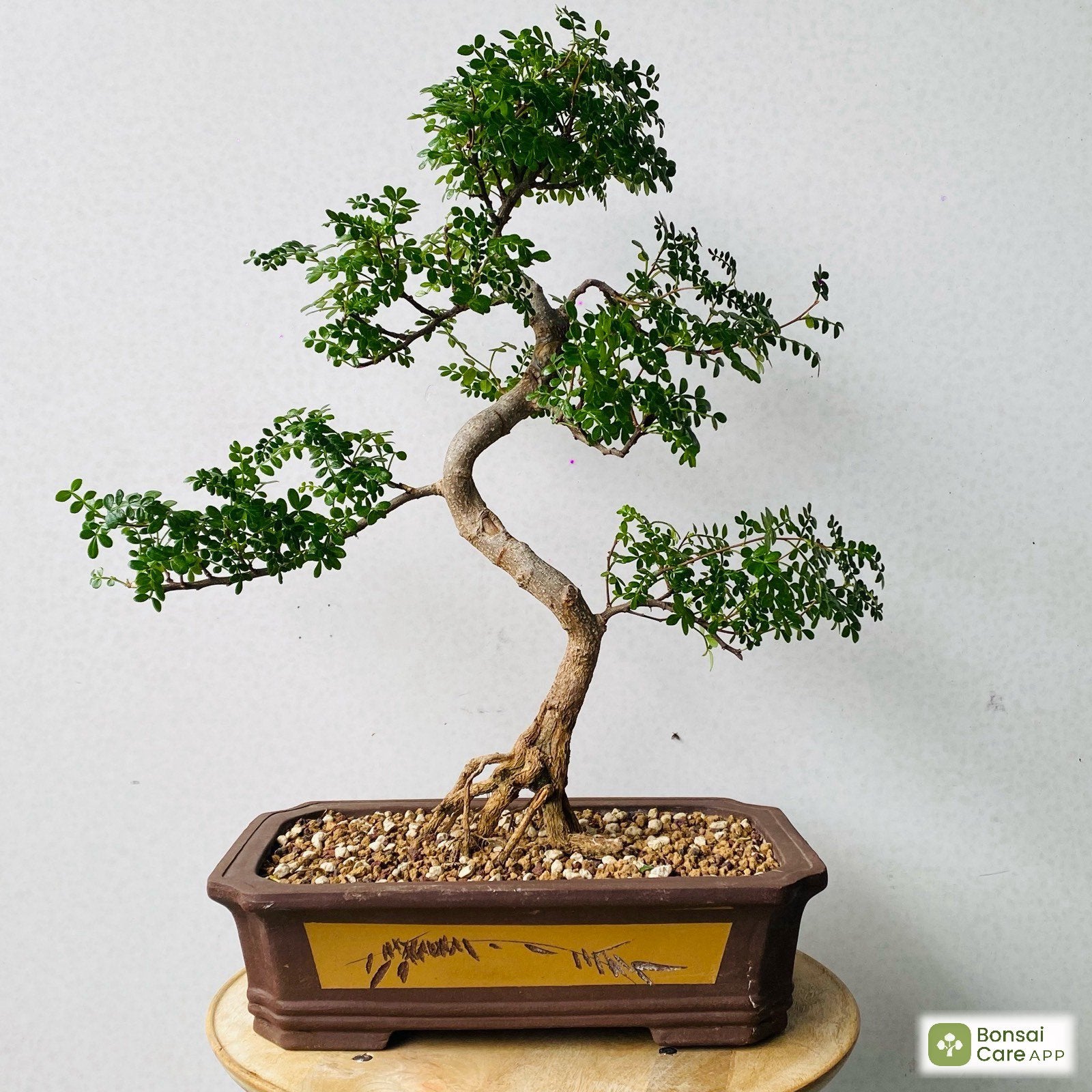 Zanthoxylum Fagara (Wilde Limoen) Bonsai, Enlèvement ou Envoi