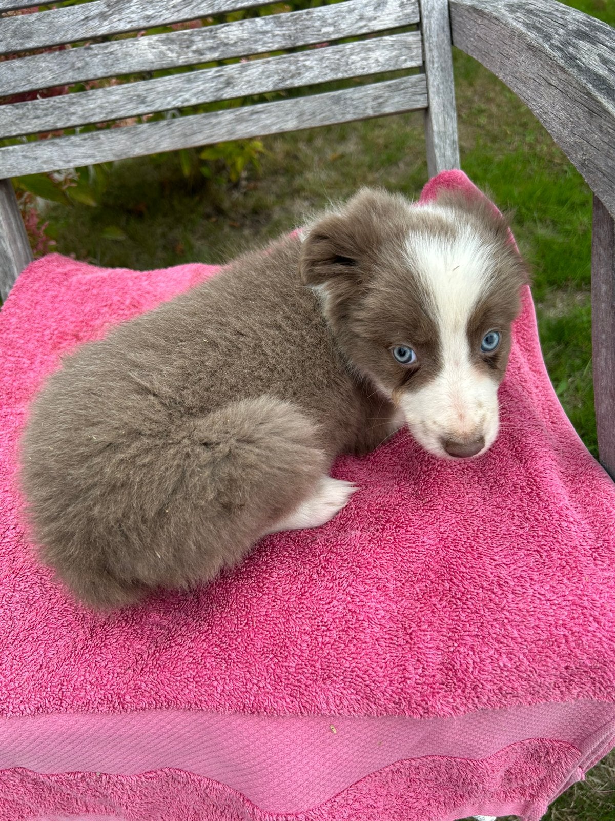 Border Collie puppy, Dieren en Toebehoren, België, Fokker | Hobbymatig, 8 tot 15 weken, Collie