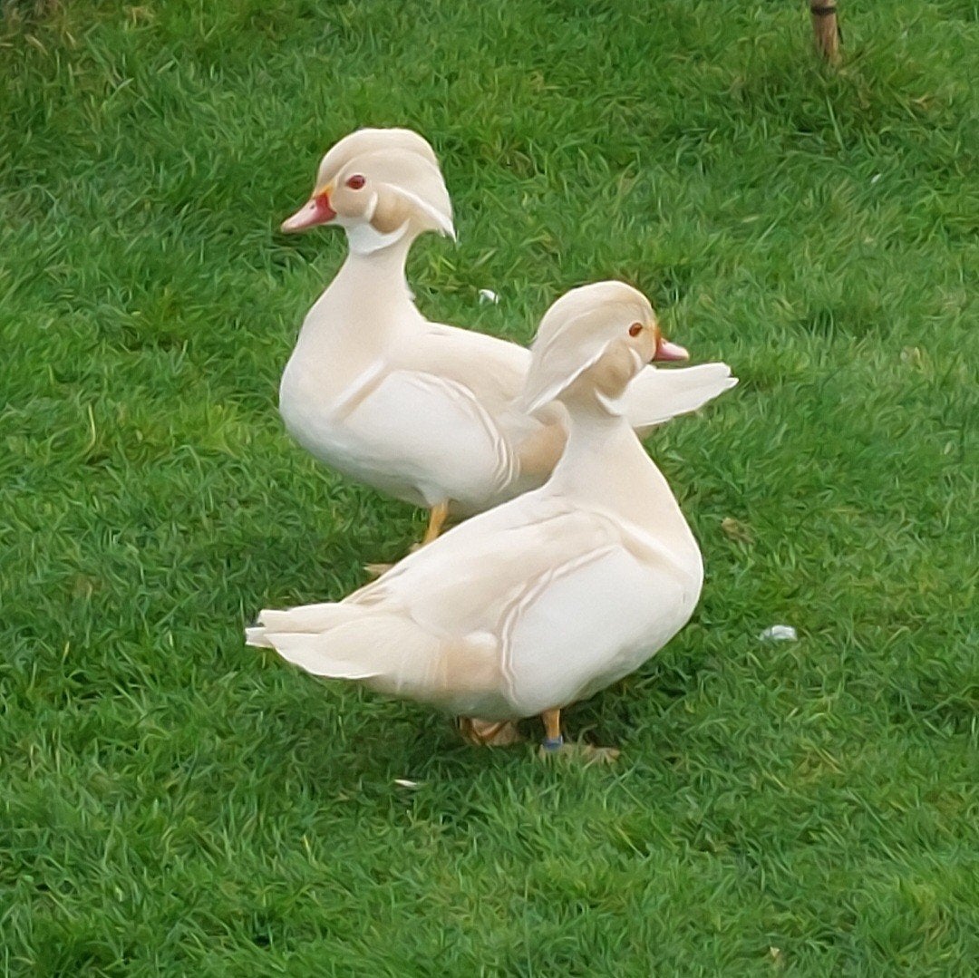 Carolina eenden. Witte carolina eend., Dieren en Toebehoren, Pluimvee, Eend
