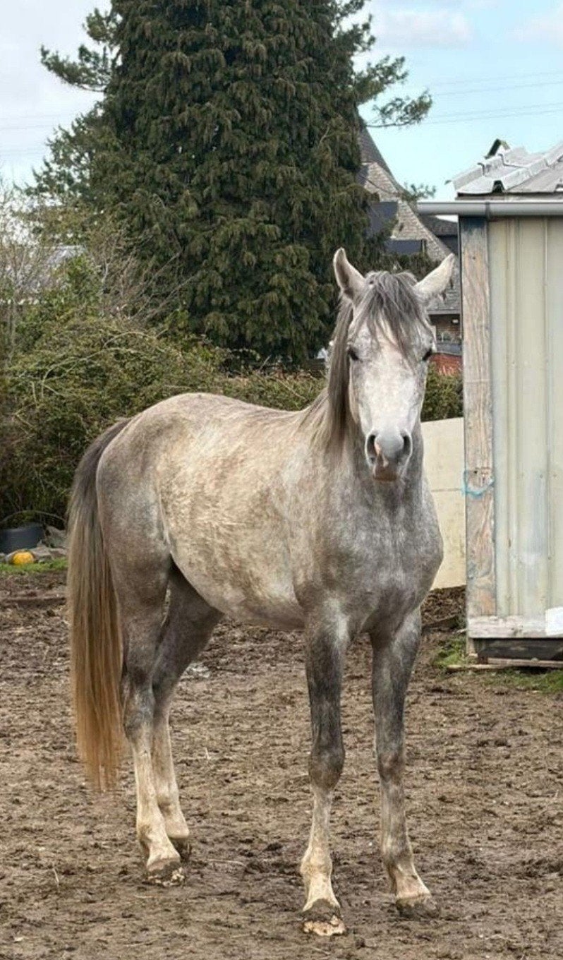 Arabisch volbloedveulen, Dieren en Toebehoren, Paarden, Hengst, M, Minder dan 160 cm, 3 tot 6 jaar, Met stamboom, Gechipt, Ontwormd
