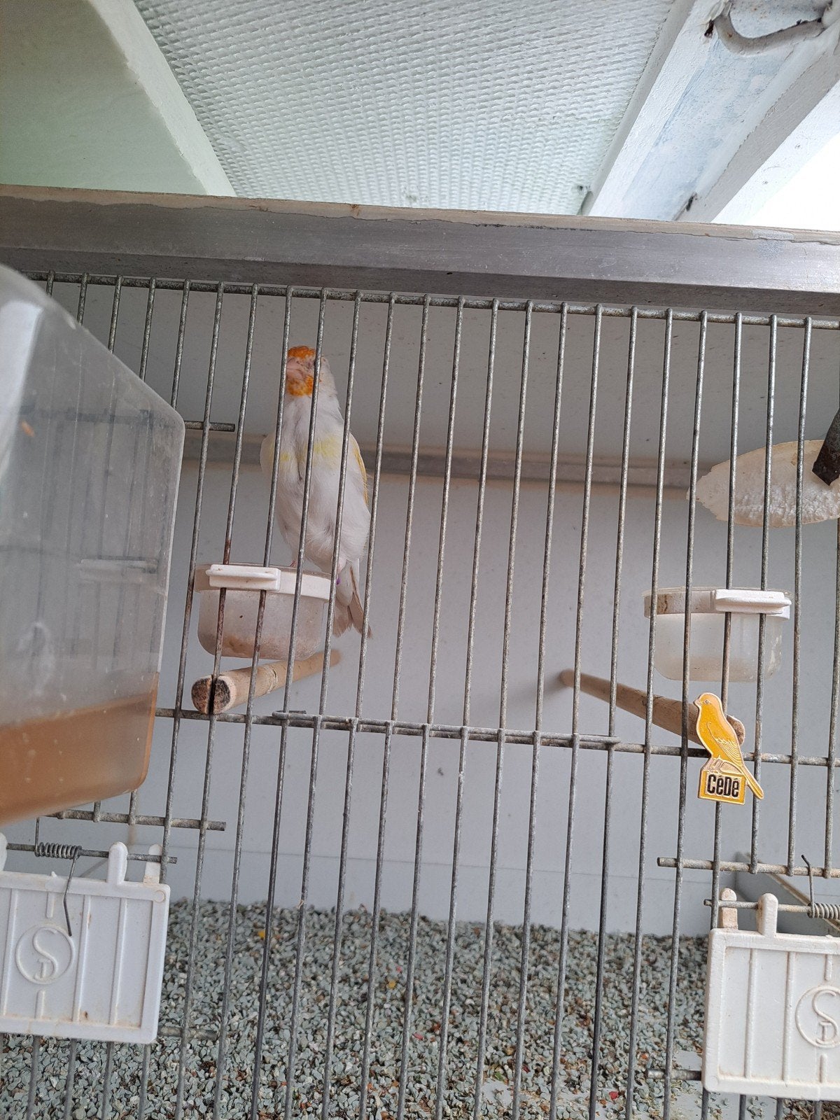 a vendre couple de chardonnerets :300€, Mannelijk