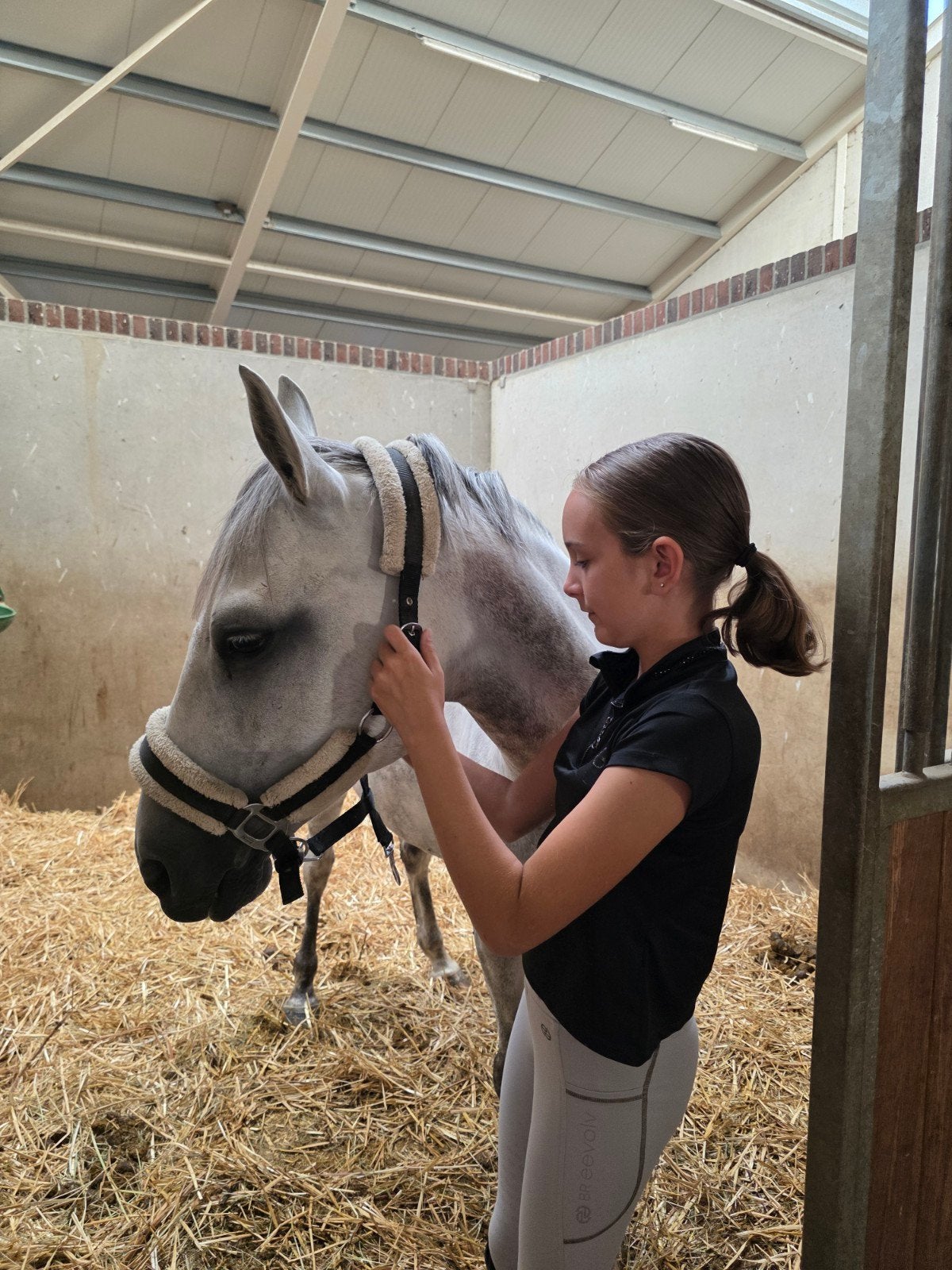 D pony gezocht, Dieren en Toebehoren, Merrie