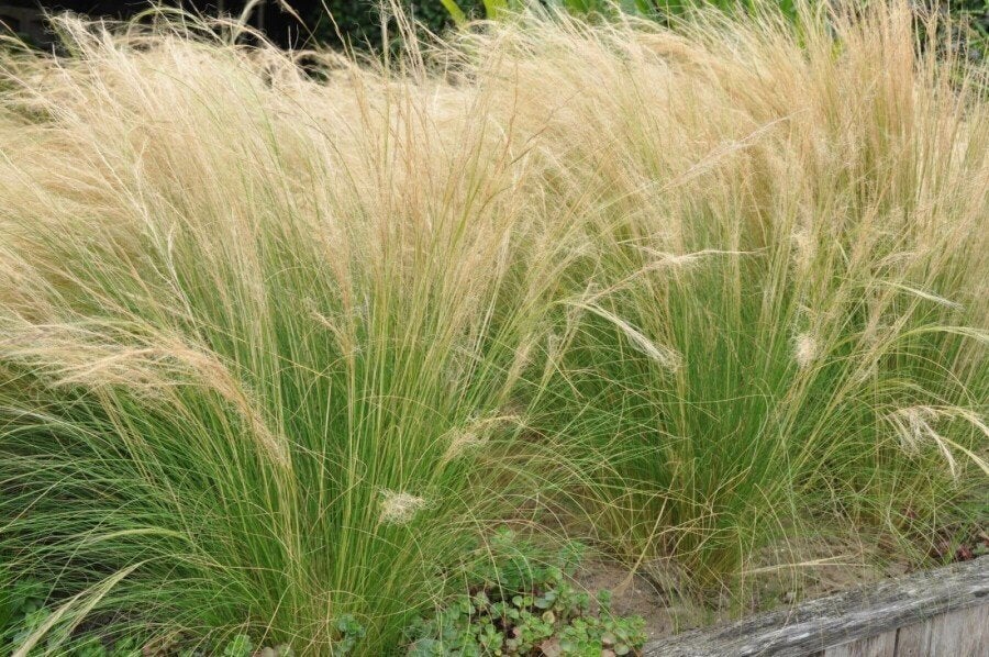 Gezocht: volwassen vedergras, Jardin & Terrasse, Plantes | Jardin, Enlèvement