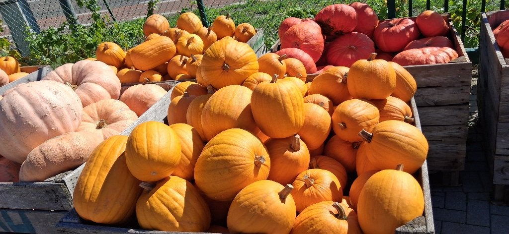 Pompoenen, Tuin en Terras, Ophalen