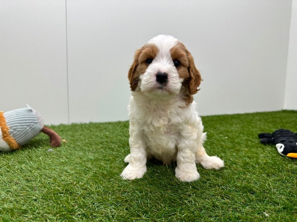 Nestje Cavapoo pups (F2) 2, Dieren en Toebehoren, België, Reu, CDV (hondenziekte), 8 tot 15 weken