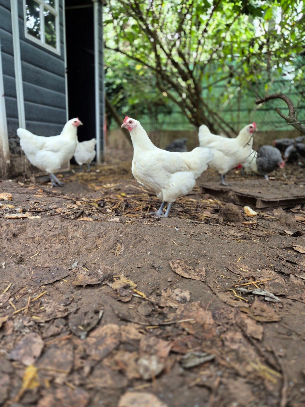 poules, poule de bresse, Femelle, Poule ou poulet