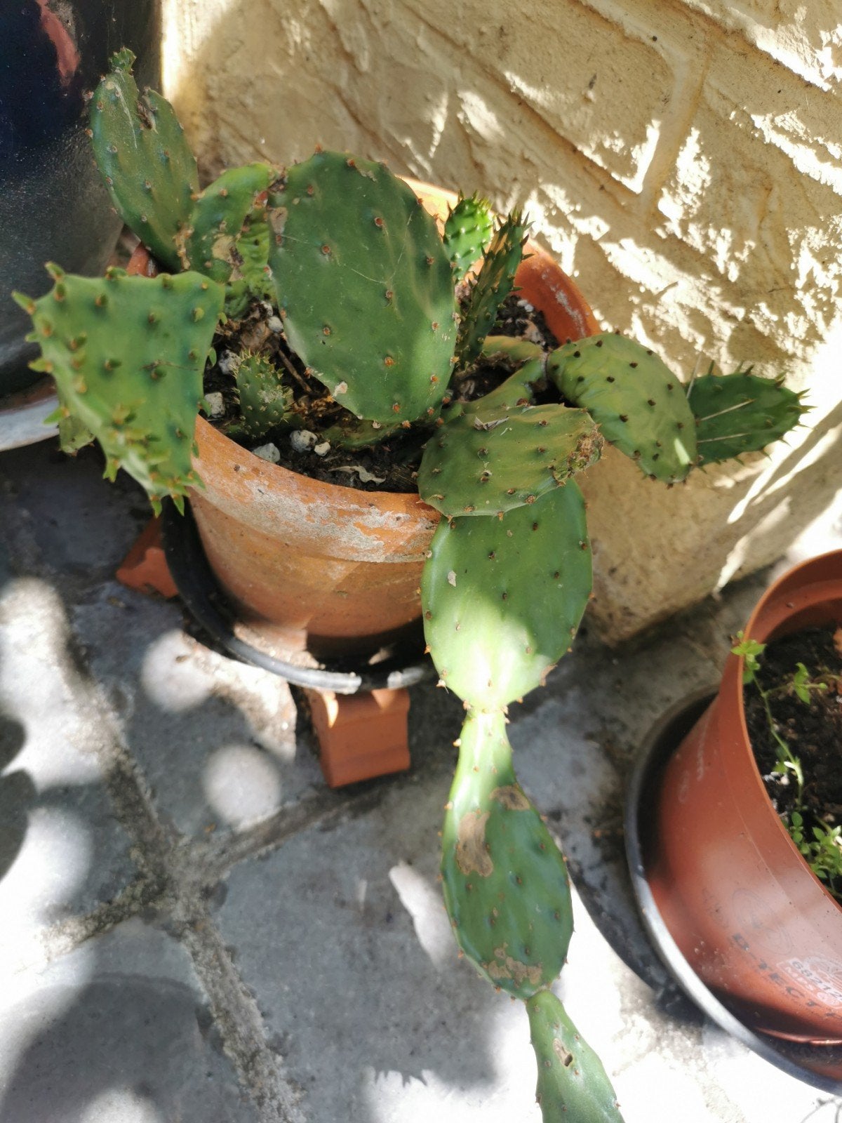 Opuntia winterharde cactus schijfcactus - gezonde plant, Jardin & Terrasse, Autres espèces, Ne fleurit pas, Plein soleil, Enlèvement