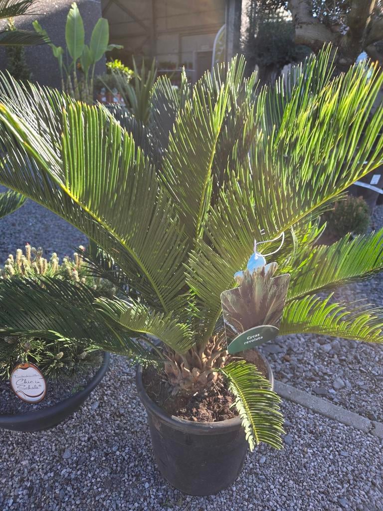 Cycas Revoluta - Vredespalm, Ophalen