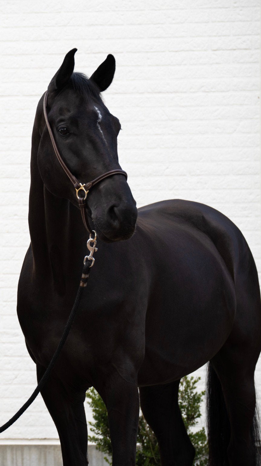 Knappe ruin te koop, Hongre