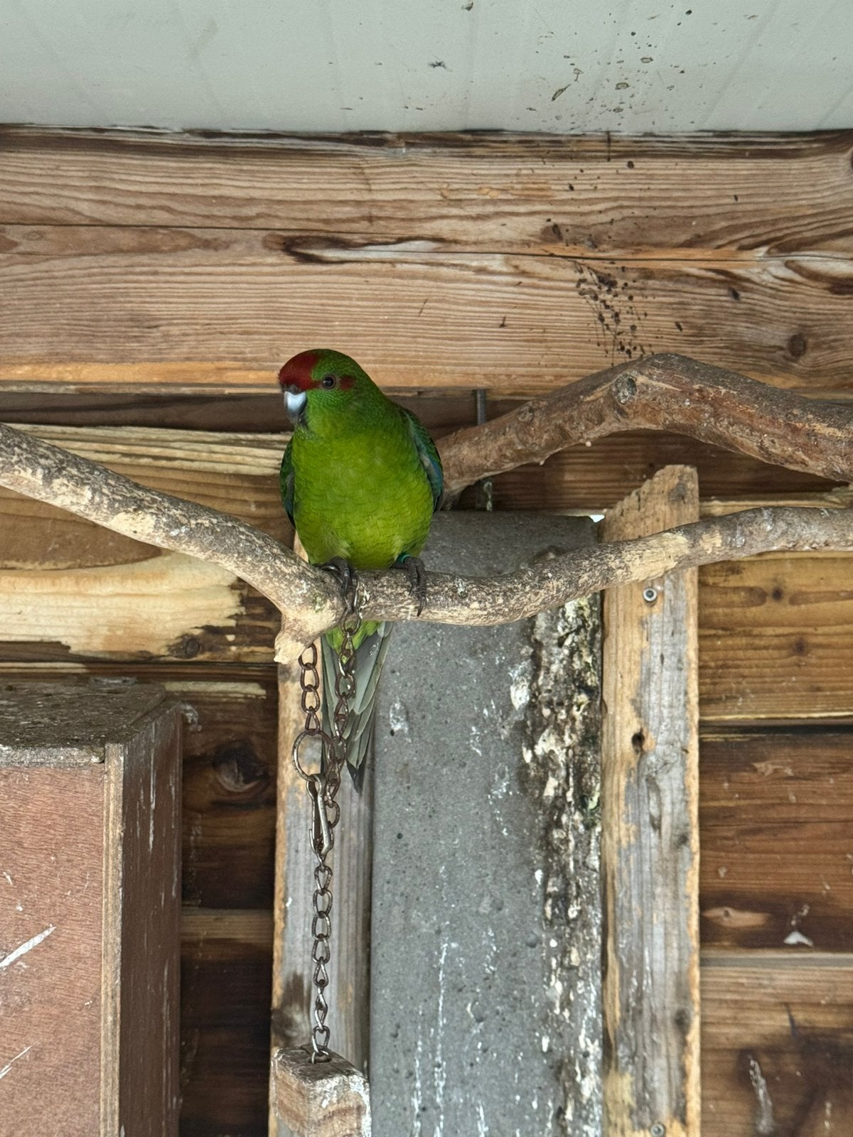 Kakarikis april 26, pop, geringd, Dieren en Toebehoren, Vrouwelijk, Parkiet, Geringd