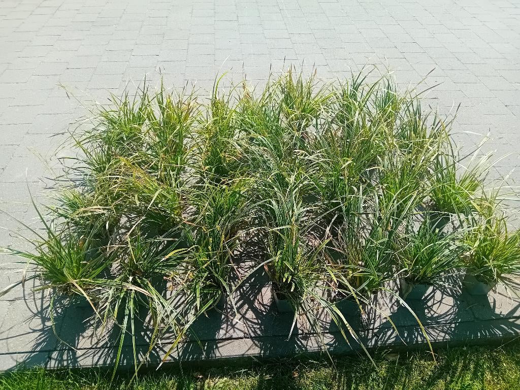 zegge gras carex morrowii 30 planten, Jardin & Terrasse, Plantes | Jardin, Enlèvement, Printemps, Plante fixe, Graminées ornementales