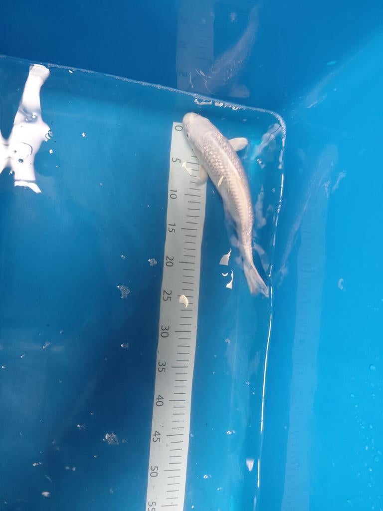Japanse koi