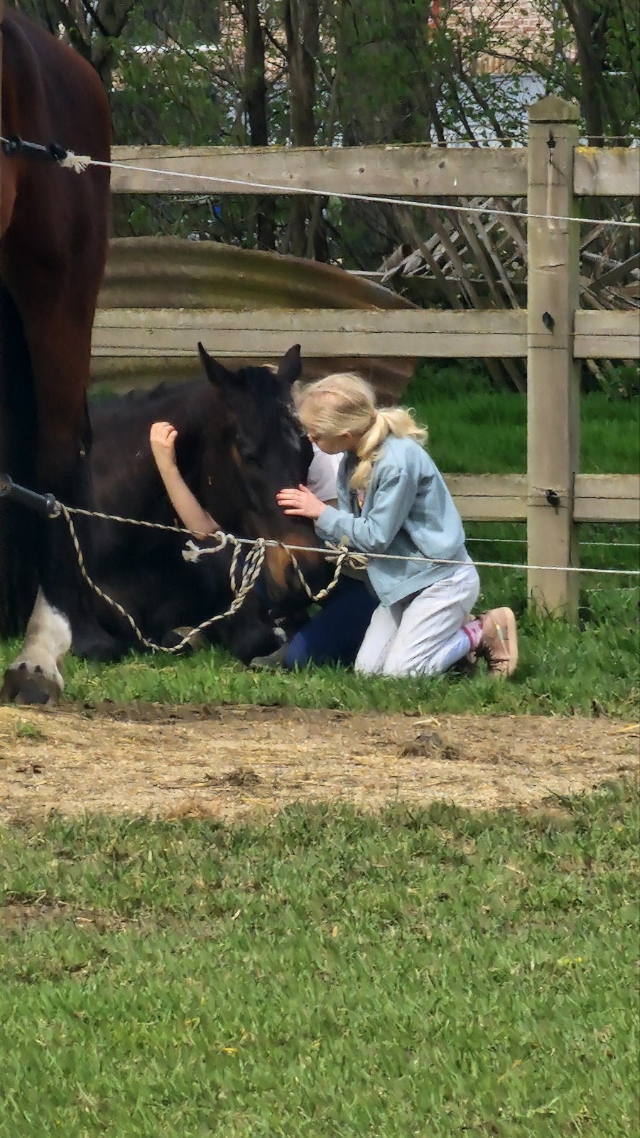 Meadow Buddy/poney thérapeutique, Hongre, Débourré