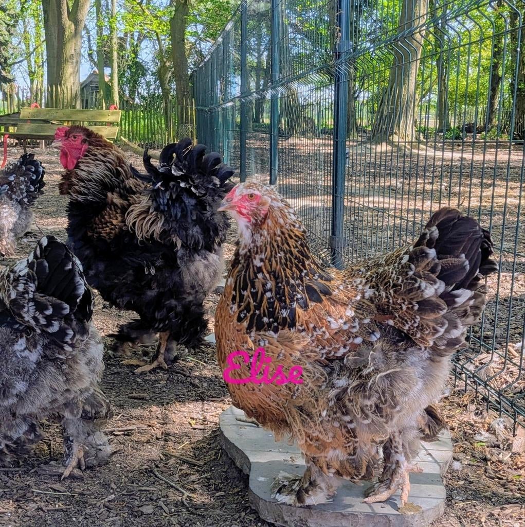 Kuikens brahma kippen kans op krul, Dieren en Toebehoren