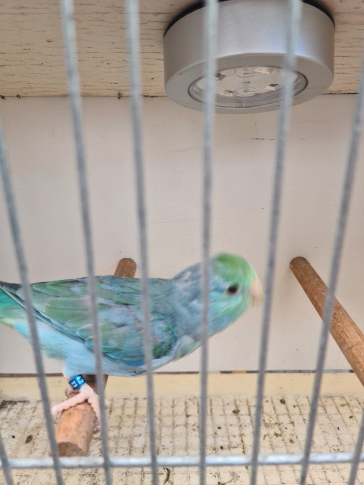 Forpus Coelestis turquoise man, Dieren en Toebehoren, Vogels | Parkieten en Papegaaien, Mannelijk, Dwergpapegaai of Agapornis