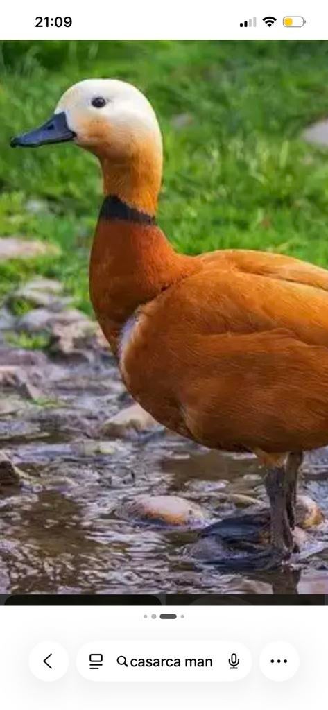 Casarca gans, Dieren en Toebehoren, Pluimvee, Meerdere dieren, Gans of Zwaan