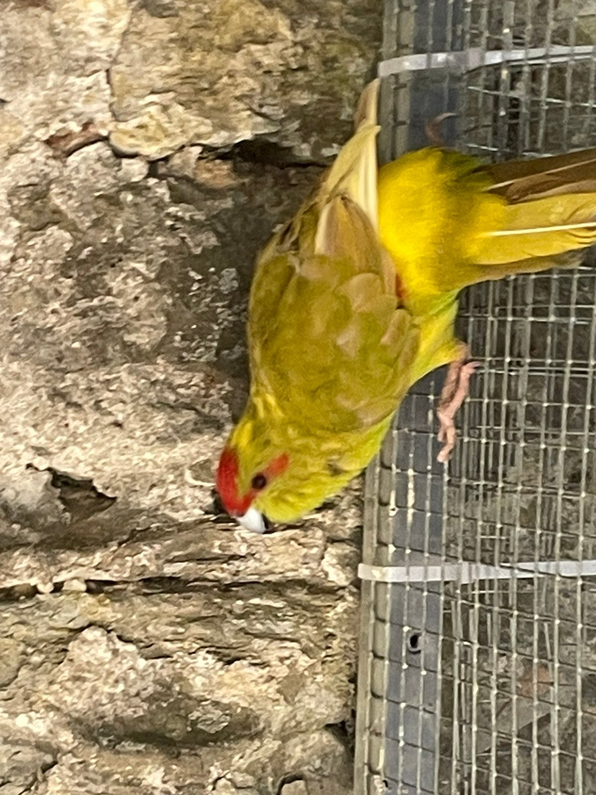 Kakariki mâle, Animaux & Accessoires, Oiseaux | Perruches & Perroquets, Mâle