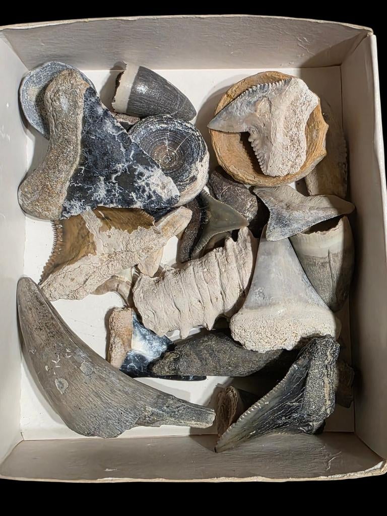 Florida,  bone valley specials mistery box tanden., Ophalen of Verzenden, Fossiel