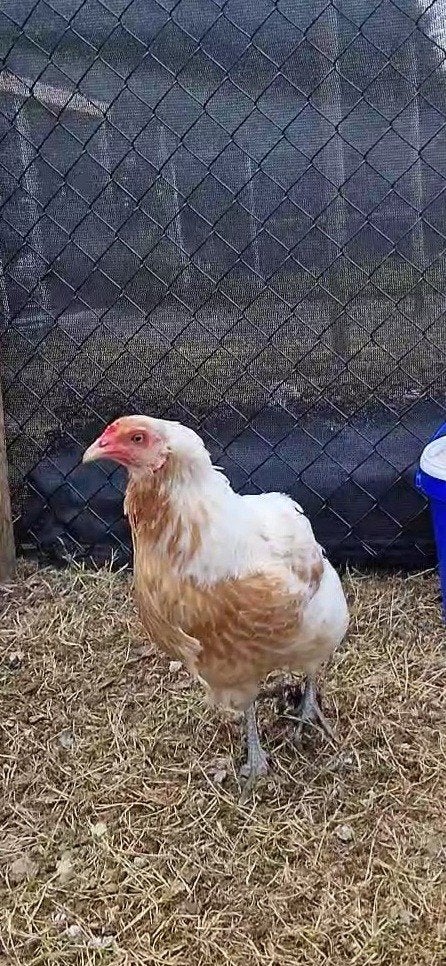 Araucana Hennen, Dieren en Toebehoren, Pluimvee, Kip