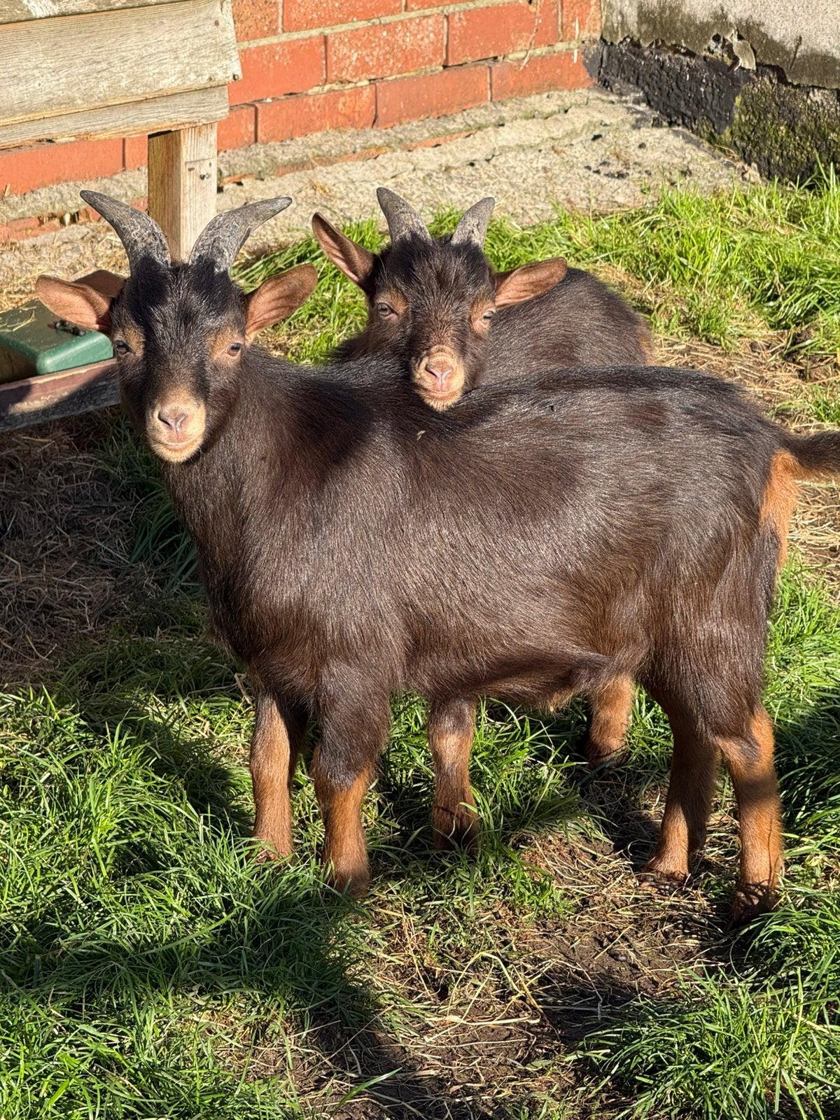 Chocotan dwerggeit, Dieren en Toebehoren, Mannelijk, Geit, 0 tot 2 jaar