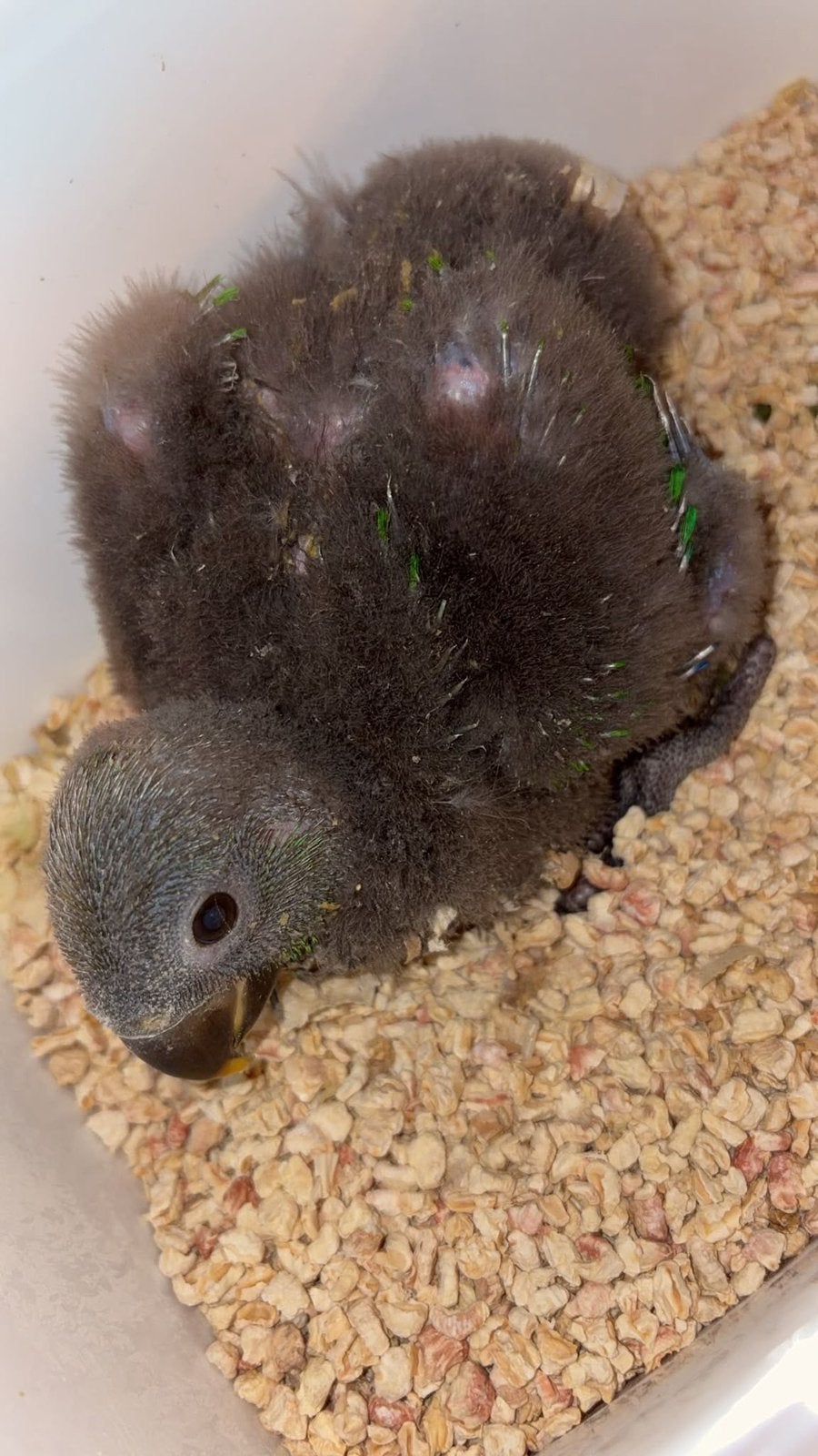Edelpapegaai baby, Dieren en Toebehoren, Mannelijk, Tam