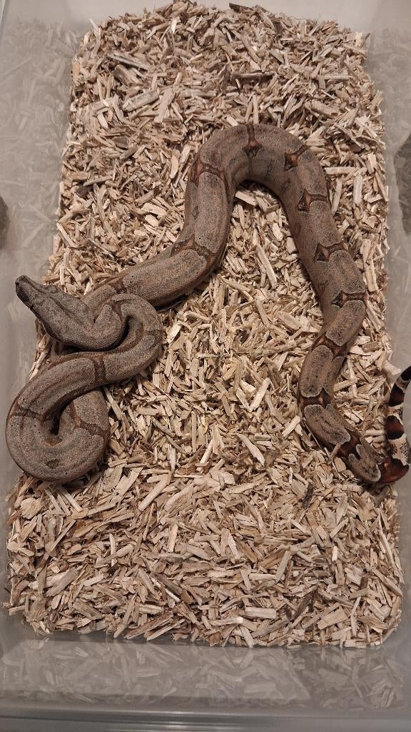 Boa Constrictor Amarali, Serpent, Domestique, 0 à 2 ans