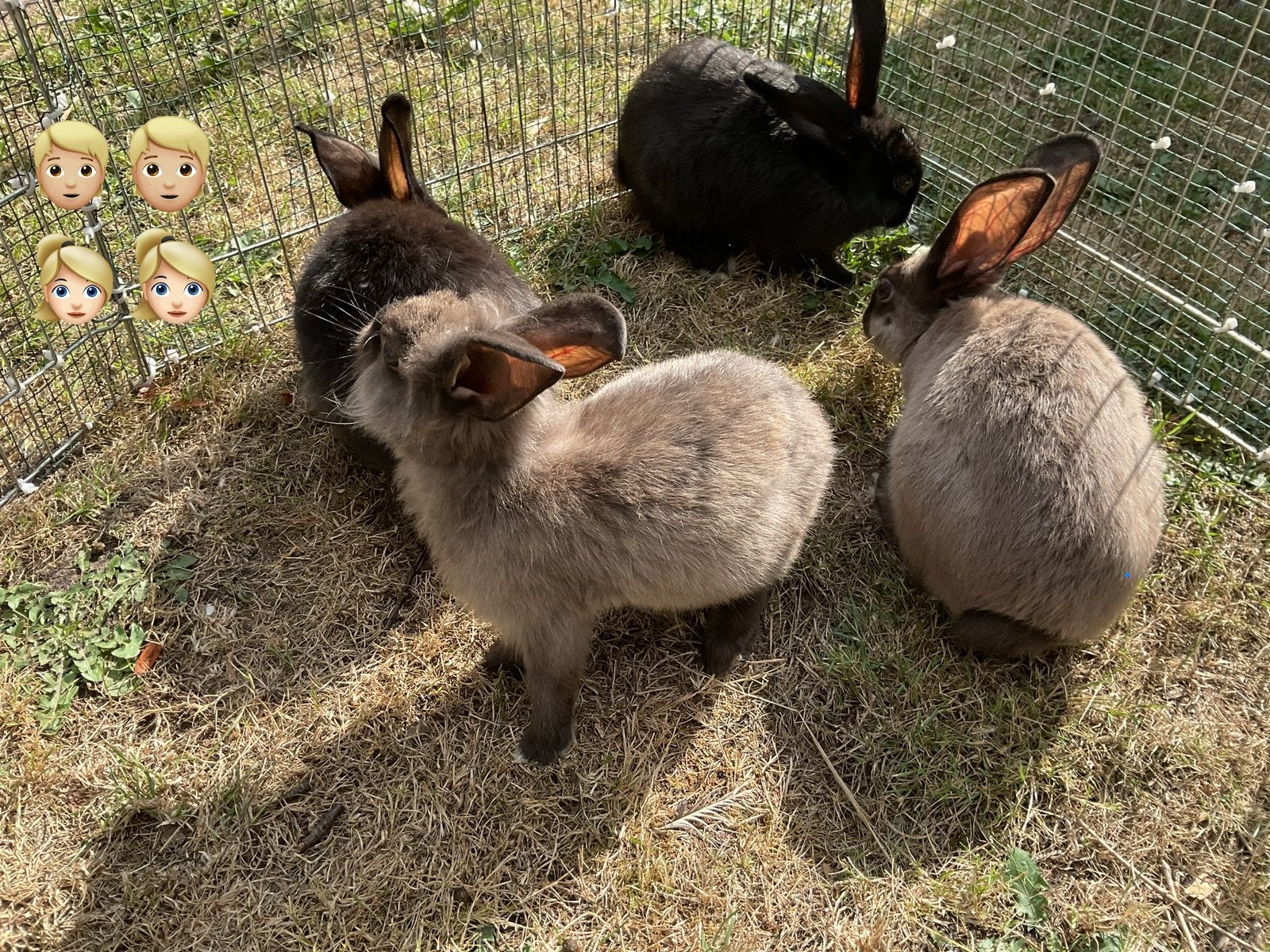 Konijnen, Dieren en Toebehoren, Konijnen, Meerdere dieren, Middelgroot, 0 tot 2 jaar