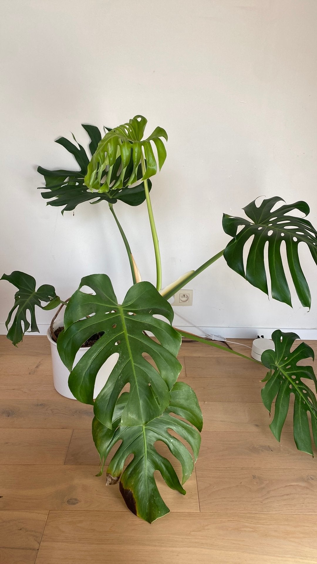 Monstera plant, Ophalen