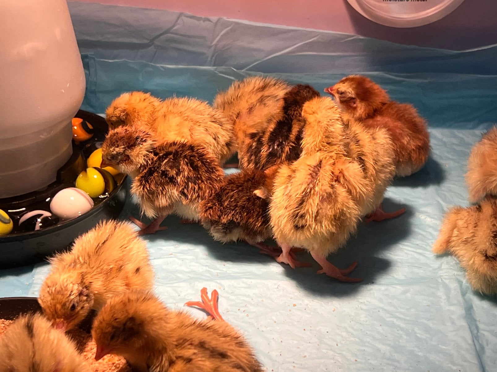 Kwartelkuikens japanse, Dieren en Toebehoren