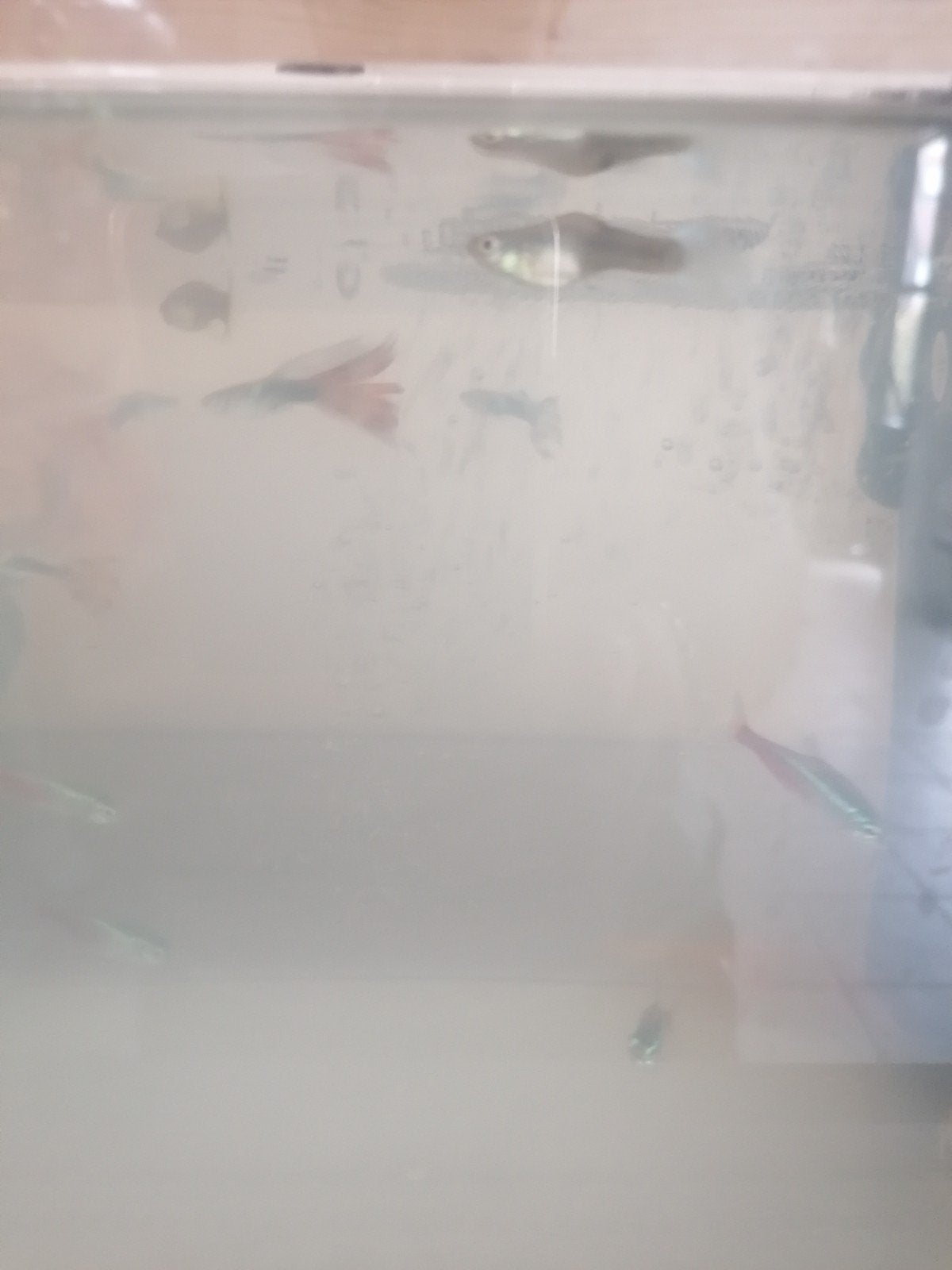 Guppys, Dieren en Toebehoren, Vissen | Aquariumvissen