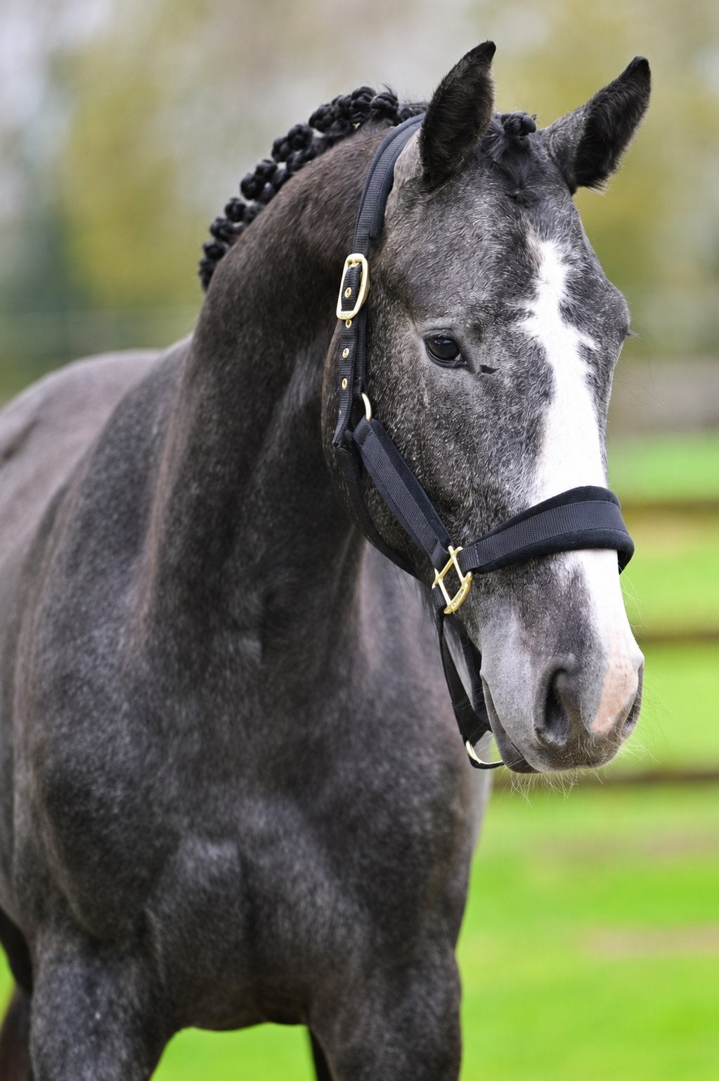 Verschillende jonge hengsten te koop, Dieren en Toebehoren, Paarden, Hengst, Onbeleerd, 3 tot 6 jaar, Springpaard, Met stamboom