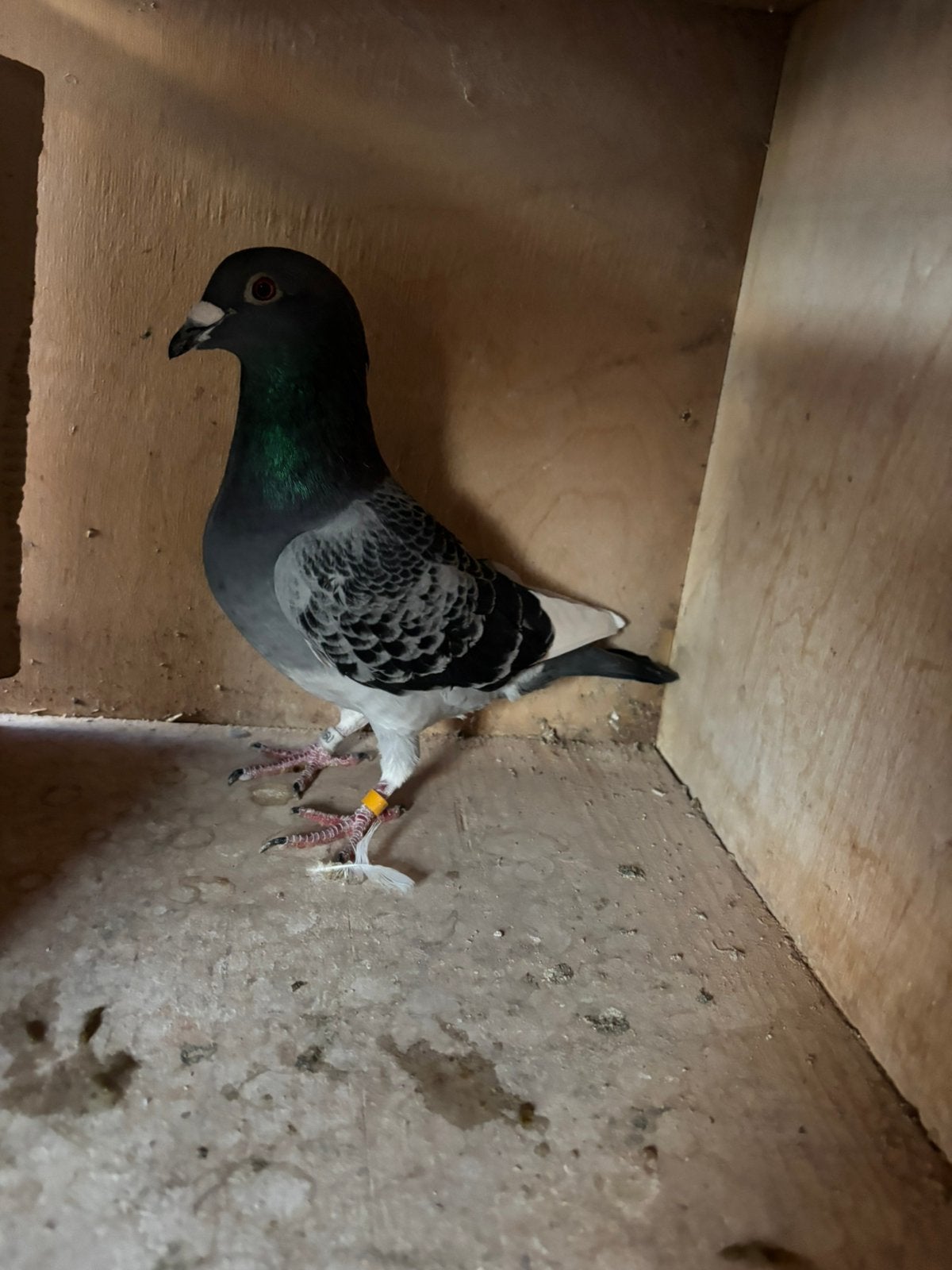 kweekduiver dagfond, Dieren en Toebehoren, Mannelijk, Postduif