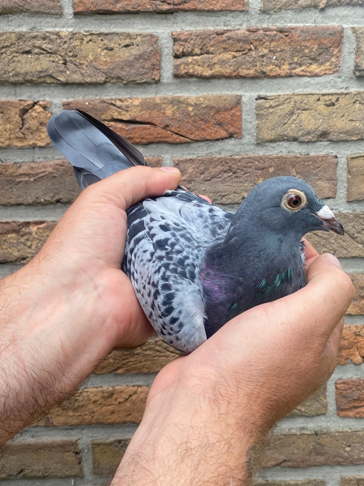 Doffer  2026 Jef Van Wanroy /Jan Aarden, Dieren en Toebehoren, Vogels | Duiven, Mannelijk, Postduif