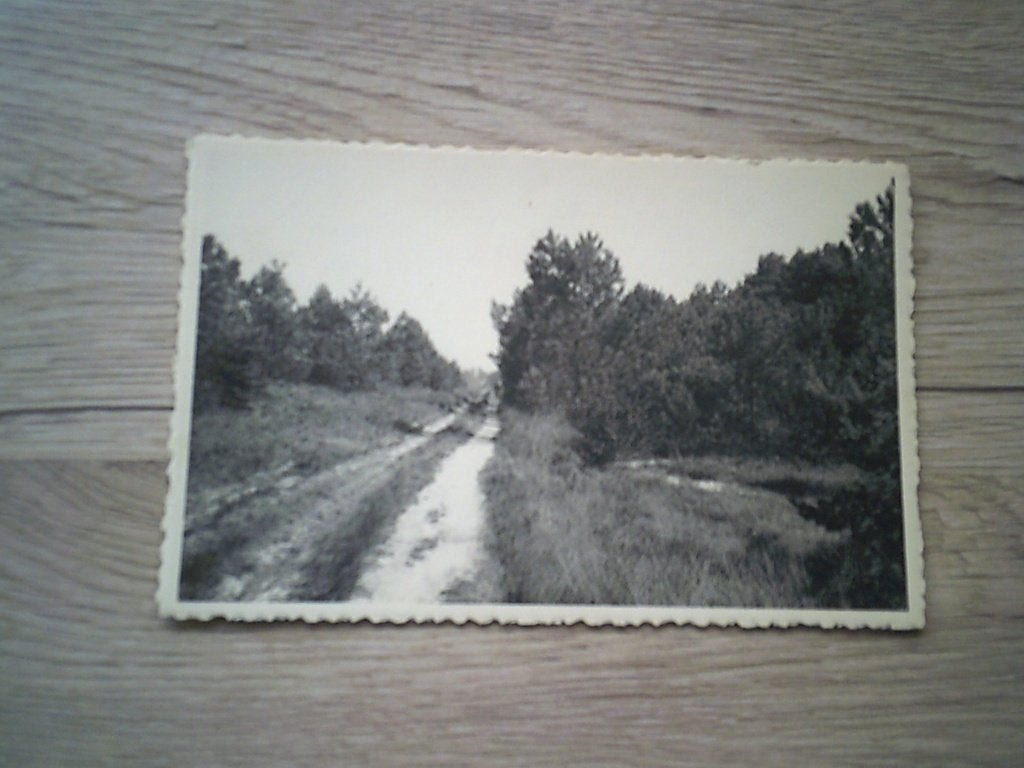 HEIDE / KALMMTHOUT: Boszicht, Ophalen of Verzenden, 1920 tot 1940, Ongelopen, Antwerpen