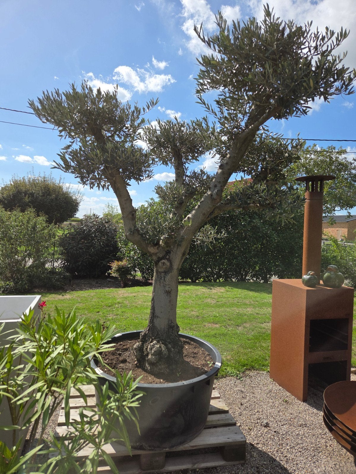 Olijfboom Olea Europaea ponpon, Ophalen, Olijfboom