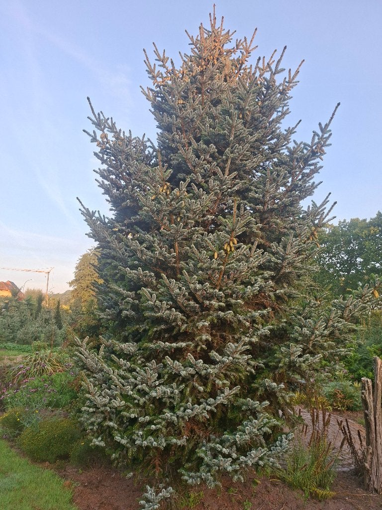 Kerstboom 7 meter 100 euro Neerpelt, Ophalen