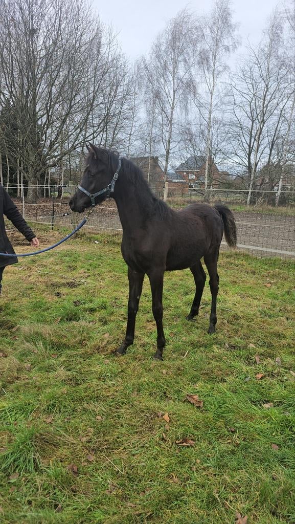 2 prachtige jaarling hengstjes, Hengst, Ontwormd